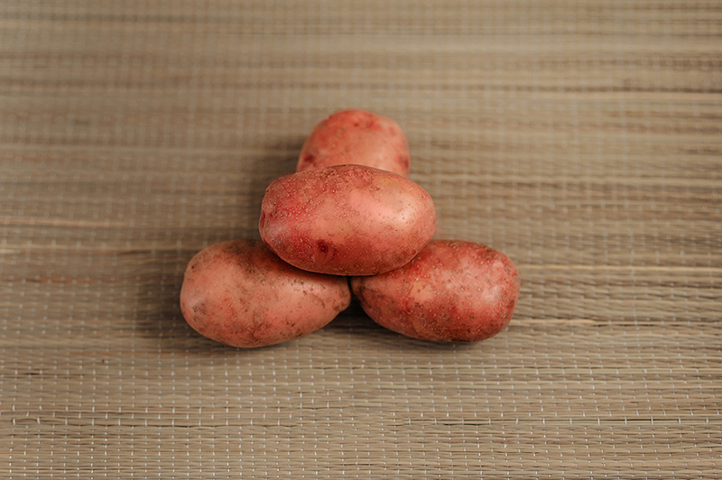 Lazar planting potatoes