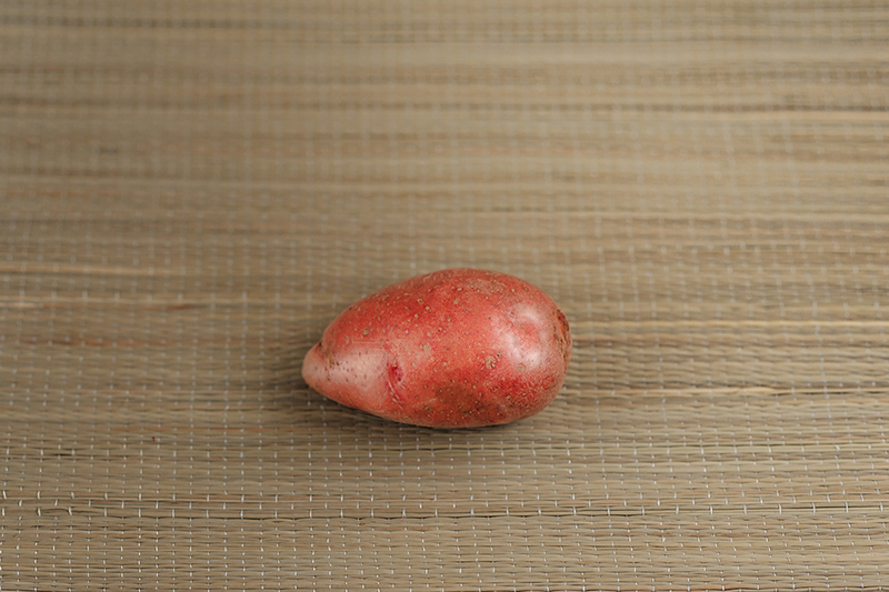 Lazar seed potatoes