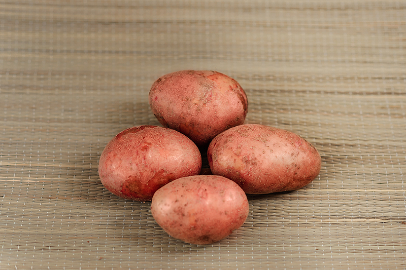 Rozara planting potatoes