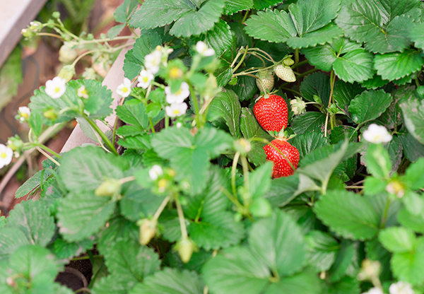 Krapo 10 garden strawberry