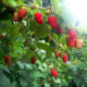 Raspberry seedlings Pride of Russia and top dressing for seedlings