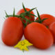 Tomato seedling grade Rex F1