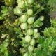 Gooseberry saplings grade Chelyabinsk green