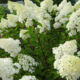 Hydrangea Phantom (Phantom)