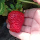 Strawberry seedlings Arianna (Arianna)