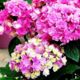 Hydrangea You & Me Tougese (You & Me Together)