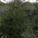 Siberian spruce