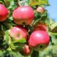 Apple-tree saplings grade Ural pink