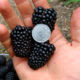 Blackberry Auchita (Ouachita)