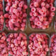 Raspberry seedling grade Maravilla