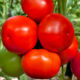 Tomato seedling grade Concord F1
