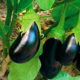 Eggplant seedling grade Bolero F1