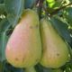 Pear seedlings Forest beauty wholesale