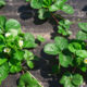 Strawberry seedling Crapo 10 (Crapo 10)
