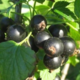 Black currant Shadrikha, 3-year-old seedlings (ZKS)