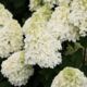 Hydrangea Summer Snow