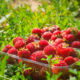 Fresh strawberries