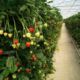 Growing strawberries using low-volume technology