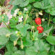 Fresh strawberries