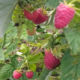 Raspberry seedling grade Maravilla