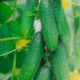 Cucumber seedling grade Platon F1