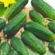 Cucumber Benefic F1