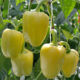 Seedlings of sweet pepper grade Attack F1