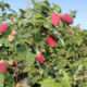 Raspberry seedling grade Samokhval
