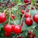 Cherry saplings grade Ural ruby