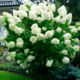 Hydrangea Polar Bear (Polar bear)