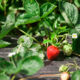 Fresh strawberries