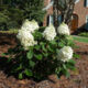 Hydrangea Baby Lace (Baby Lace)