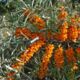 Sea buckthorn saplings grade Claudia