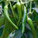 Hot pepper seedling grade Kombat F1