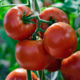 Tomato seedling grade Zorro F1