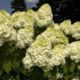 Hydrangea Hercules (Hercules)