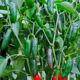 Hot pepper seedling grade Alpaca F1