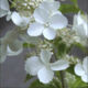 Hydrangea White Lady
