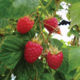 Raspberry saplings Tadmor