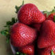 Strawberry seedlings Krapo 10 and top dressing for strawberries