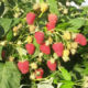 Raspberry seedlings Joan Gee