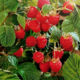 Raspberry saplings Altai tasty