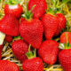Strawberry Frigo Alba (Alba)
