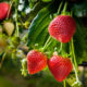 Strawberry saplings garden Albion (Albion)