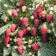 Raspberry seedlings Amir