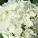 Hydrangea Annabelle (Annabelle)