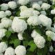 Hydrangea Annabelle (Annabelle)