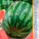 Watermelon Eureka F1 seeds 5pcs