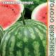 Watermelon Crimson Wonder seeds 10pcs