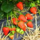 Strawberry seedlings Aroza